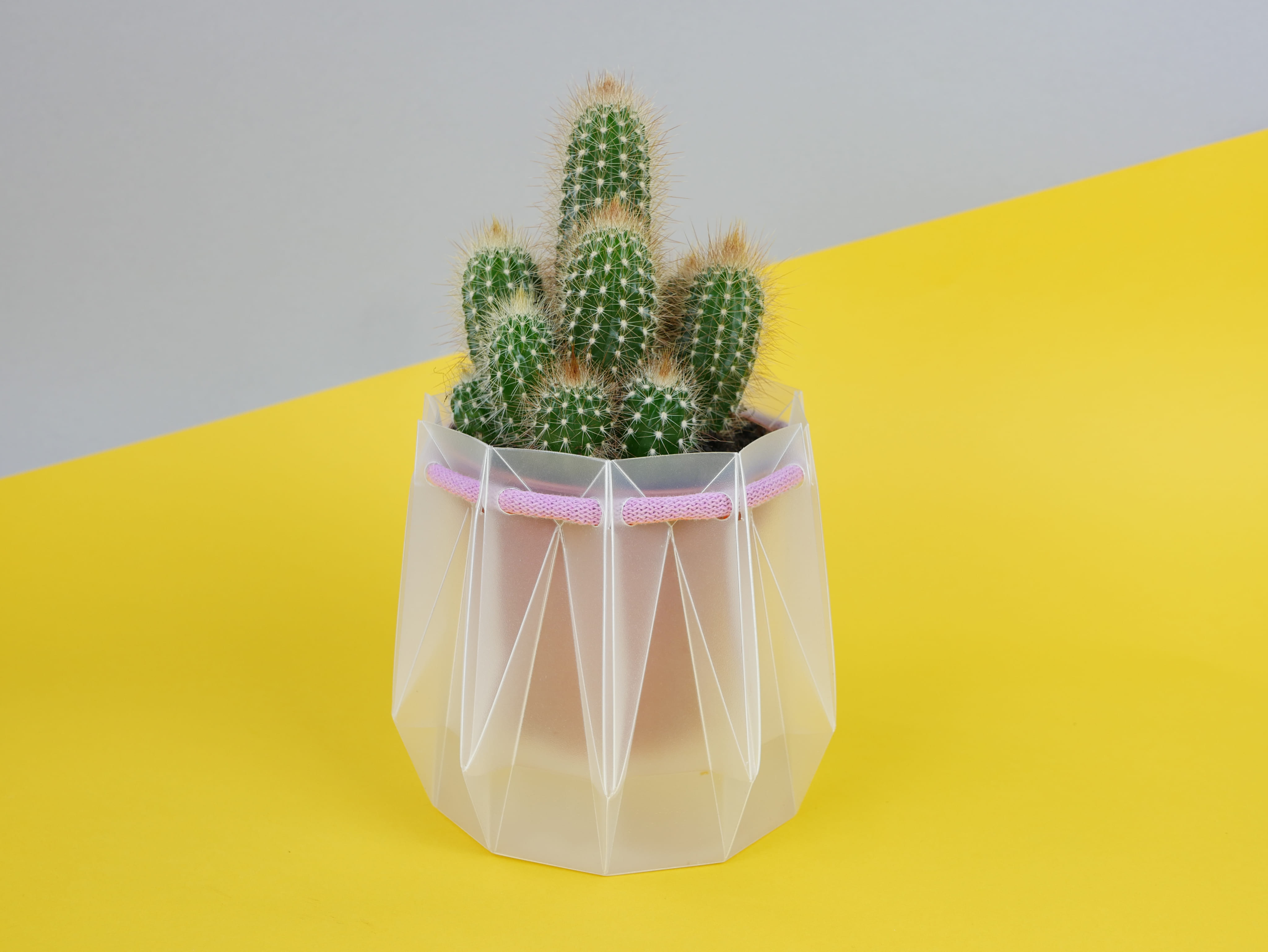 cactus in pot