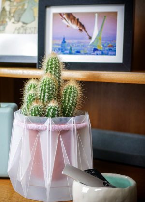 plant in pot
