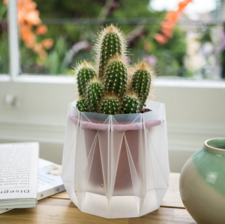 Cactus in pot