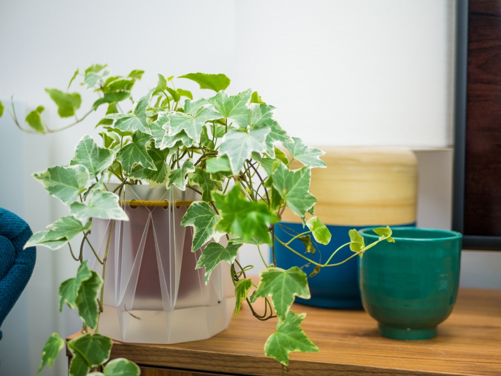 plant in pot
