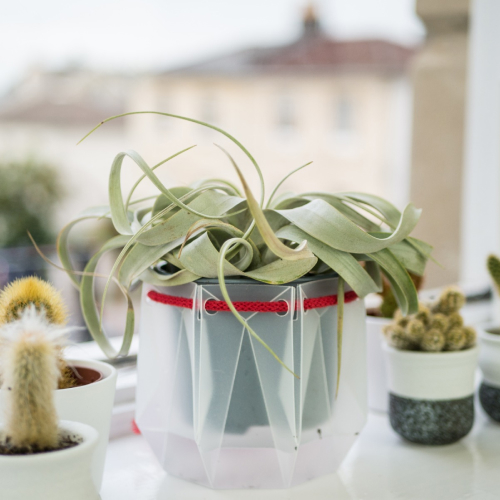 plant in pot